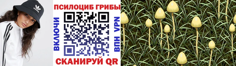 Псилоцибиновые грибы MAGIC MUSHROOMS  Купить закладки  Мурино 